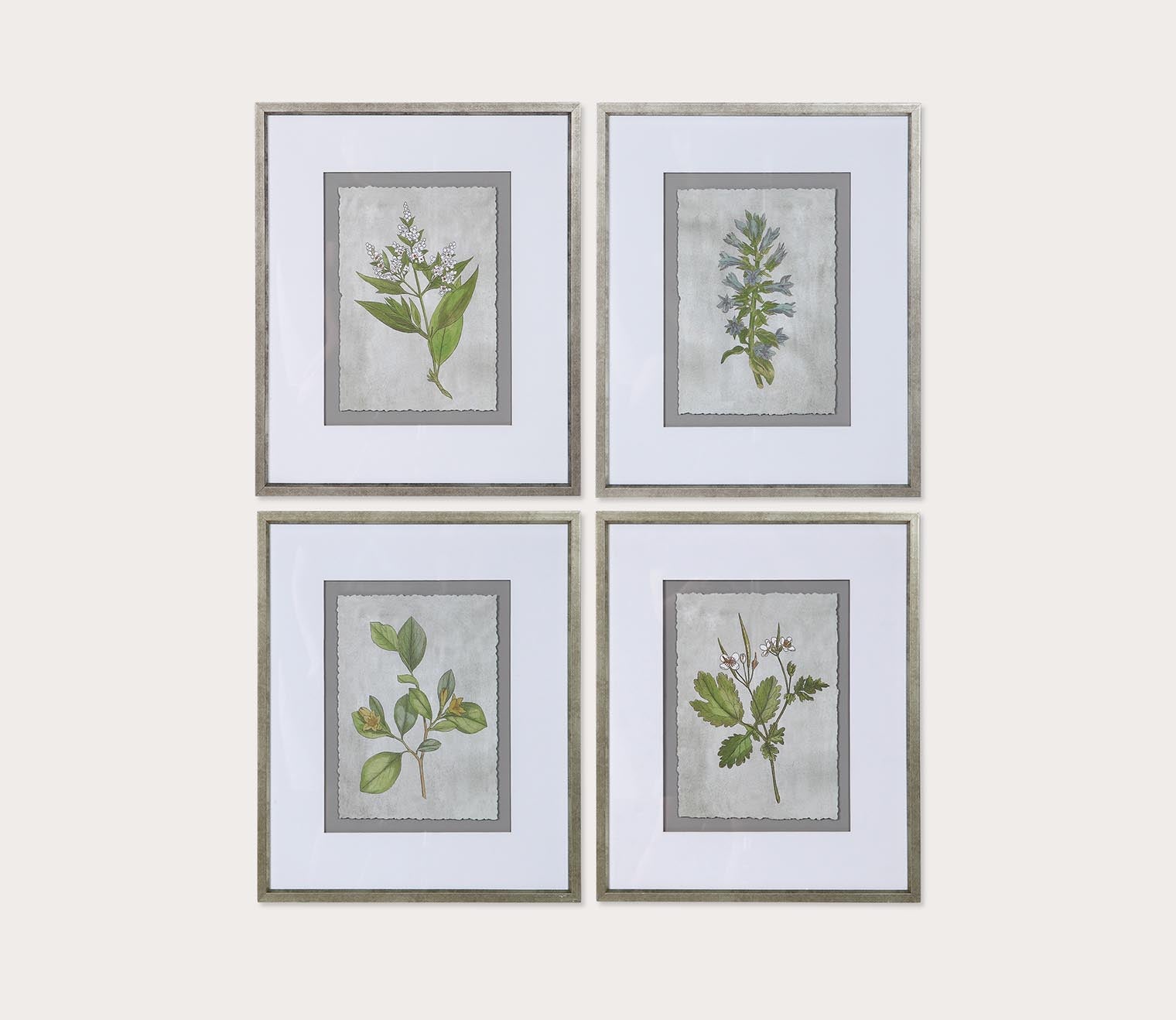 Stem Study Framed Prints Set of 4 by Uttermost