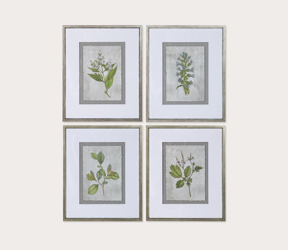 Stem Study Framed Prints Set of 4 by Uttermost